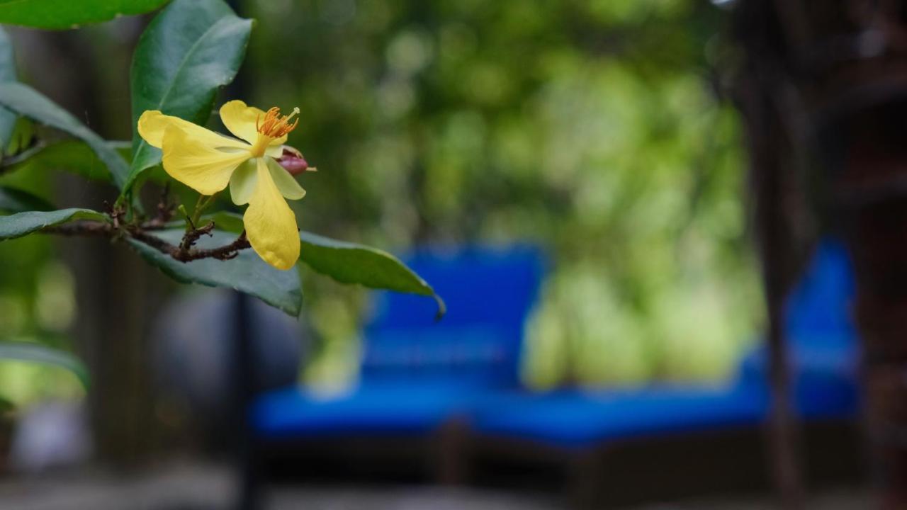 Mind Body And Soul Hotel Dambulla Kültér fotó